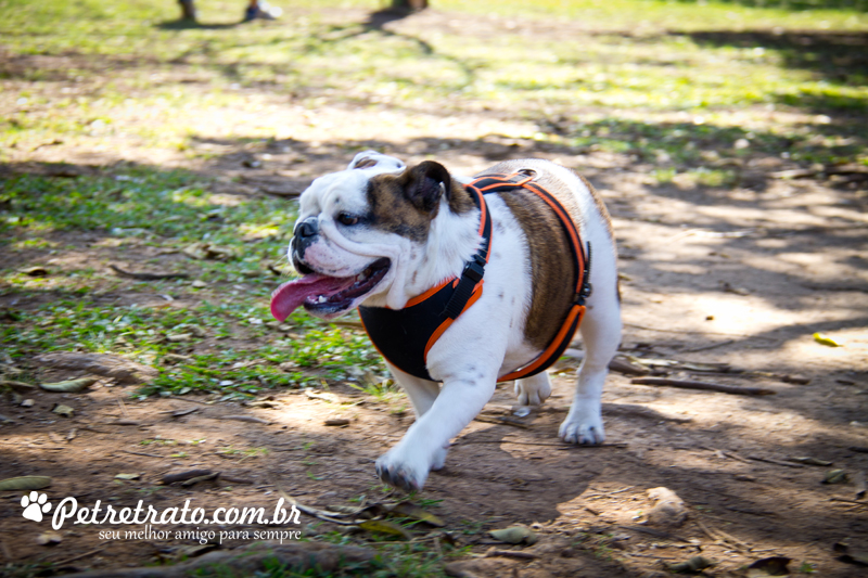 Fotos de bulldog no Ibirapuera