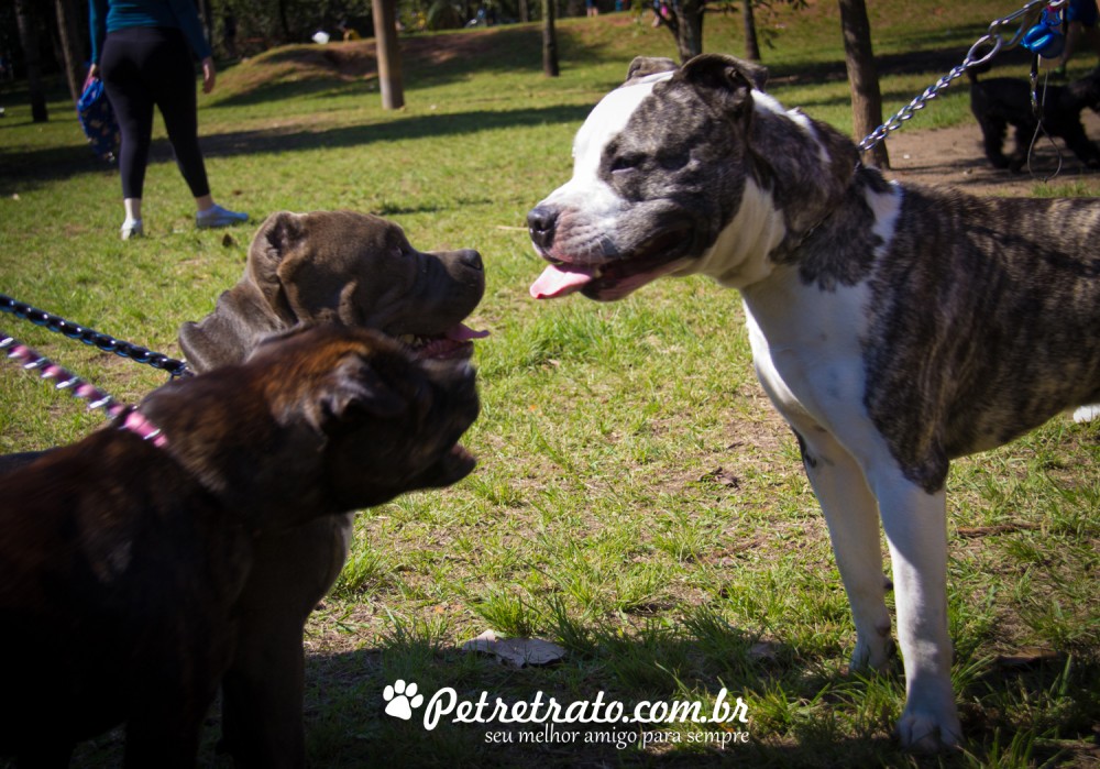 Fotos de cães no Parque do Ibirapuera