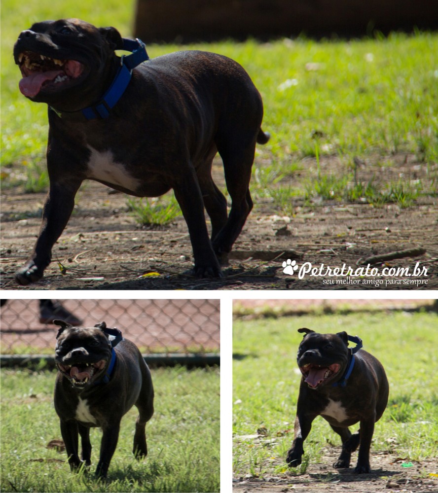 Fotos de cães no Parque do Ibirapuera