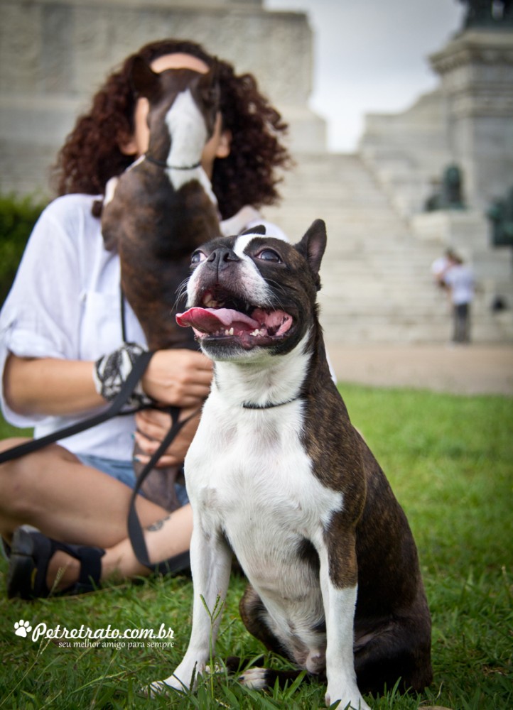 Boston Terriers e Bulldog Francês