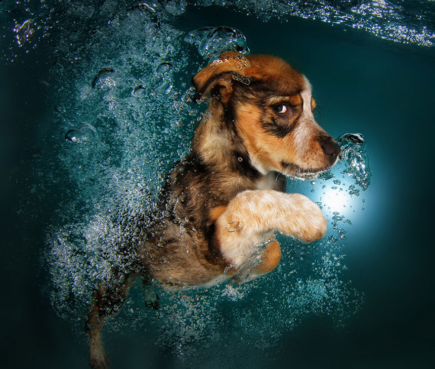 Cães mergulhando