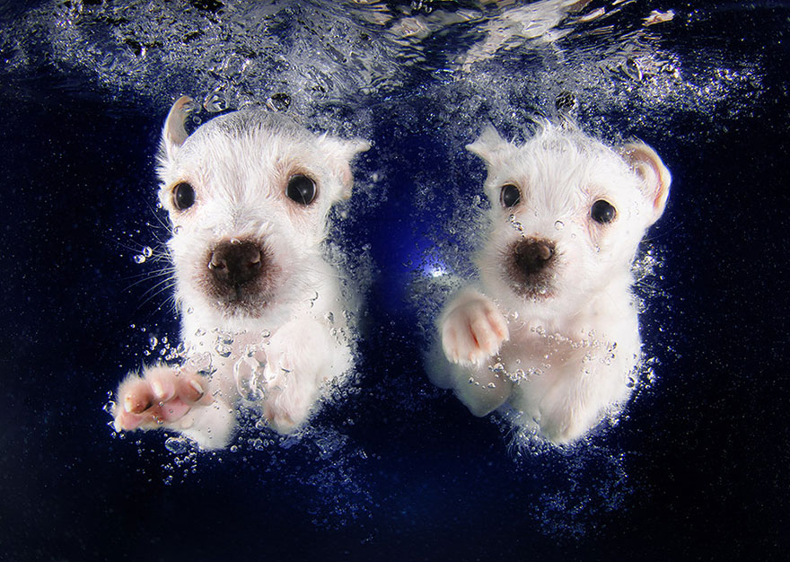 Cães mergulhando