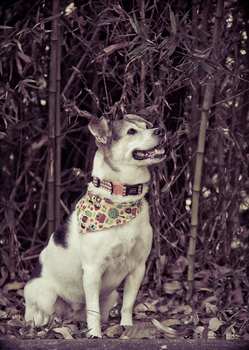 Fotografia cachorro SRD - Pet Retrato
