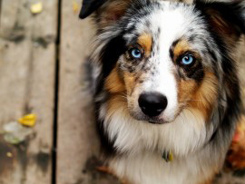 AUSTRALIAN SHEPHERD - UM CO CHARMOSO E INTELIGENTE.