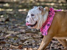 BETINA E NINA - FOTOS DE BULLDOG NO IBIRAPUERA