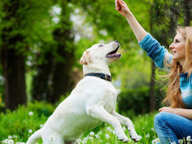 COMPORTAMENTO ANIMAL - COMO CONSEGUIR ATENO E FOCO DO SEU CACHORRO