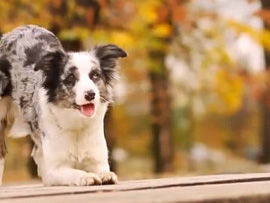 CONHEA ZOE, UM BORDER COLLIE BOM DE TRUQUES!