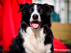 Fotografia de Border Collie - Indy