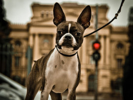 FOTOGRAFIA DE BOSTON TERRIERS E BULLDOG FRANCS