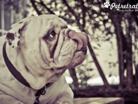 FOTOGRAFIA DE BULLDOG - OLIVER