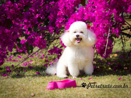 FOTOGRAFIA DE CACHORRO - POODLE FLORZINHA