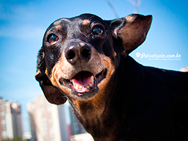 Fotografia de Dachshund - Lucky