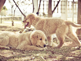 FOTOGRAFIA DE GOLDENS RETRIEVERS - LION E CHEETARA