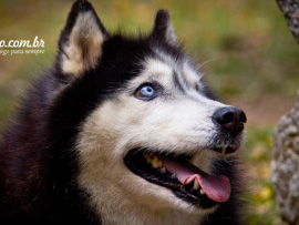 FOTOGRAFIA DE HUSKY SIBERIANO