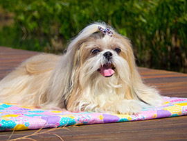 Fotografia de Shih Tzu - Belinha