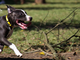 FOTOS DE CES NO PARQUE DO IBIRAPUERA