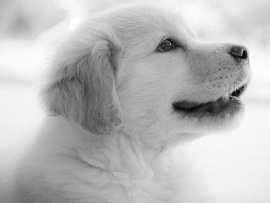 SURI, GOLDEN RETRIEVER DE 2 MESES!