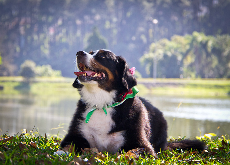 Fotografia Bernese - Pet Retrato