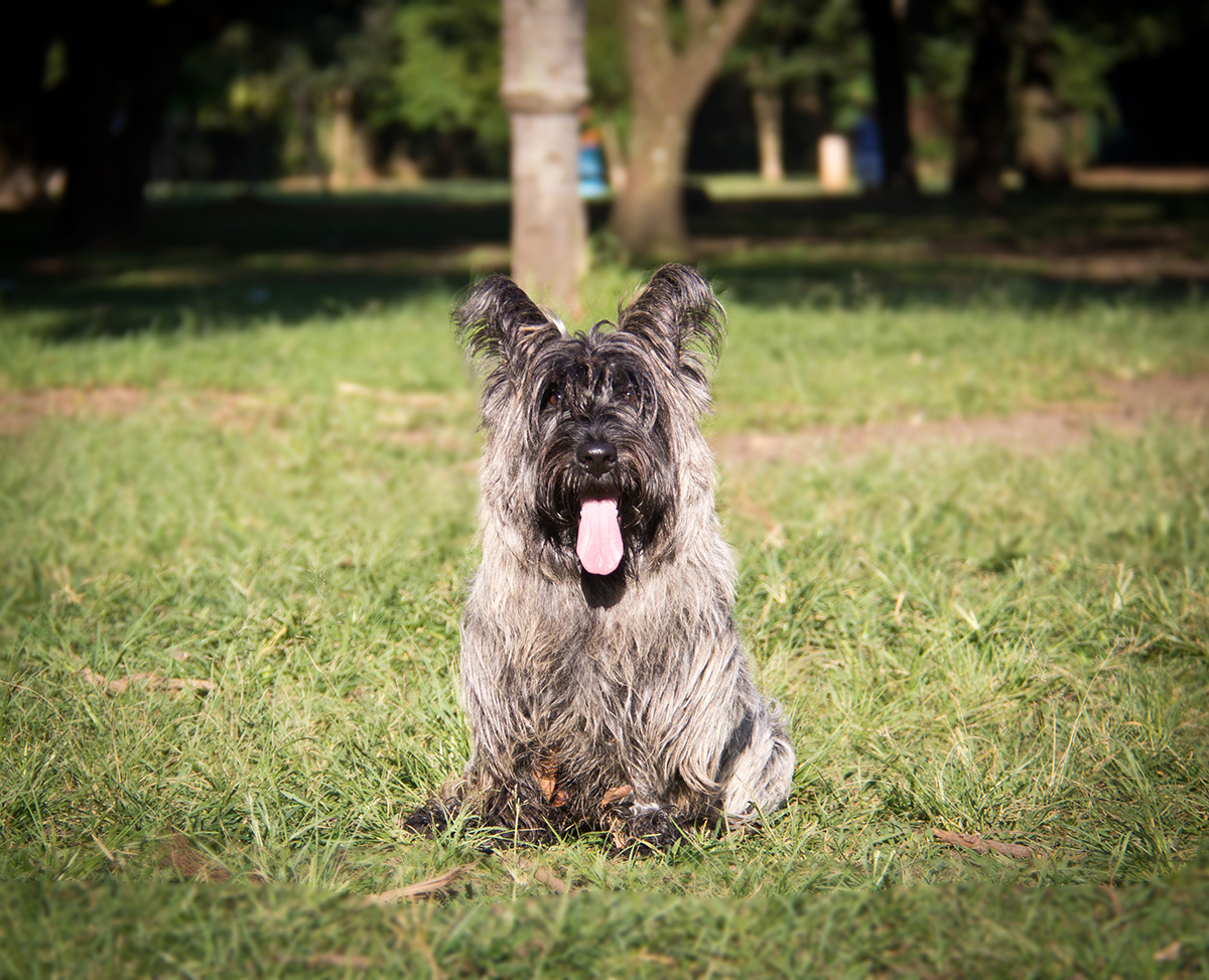 Foto de Scottish Terrier Filhote