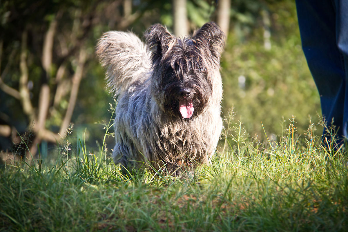 Foto de Scottish Terrier Filhote