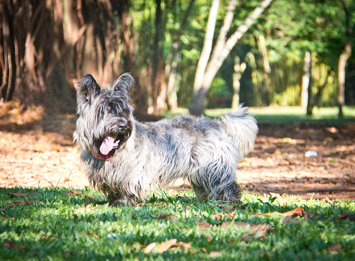 Foto de Scottish Terrier Filhote