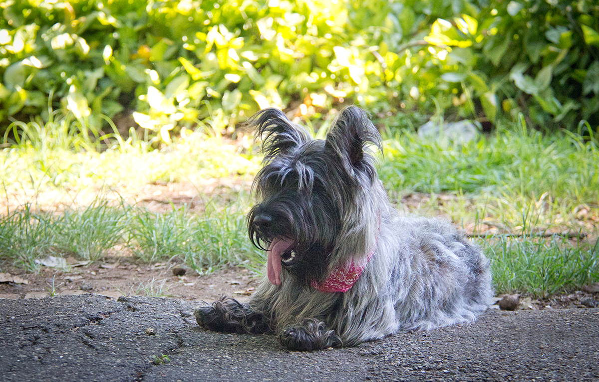 Foto de Scottish Terrier Filhote