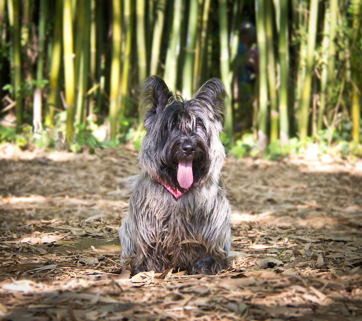 Foto de Scottish Terrier Filhote