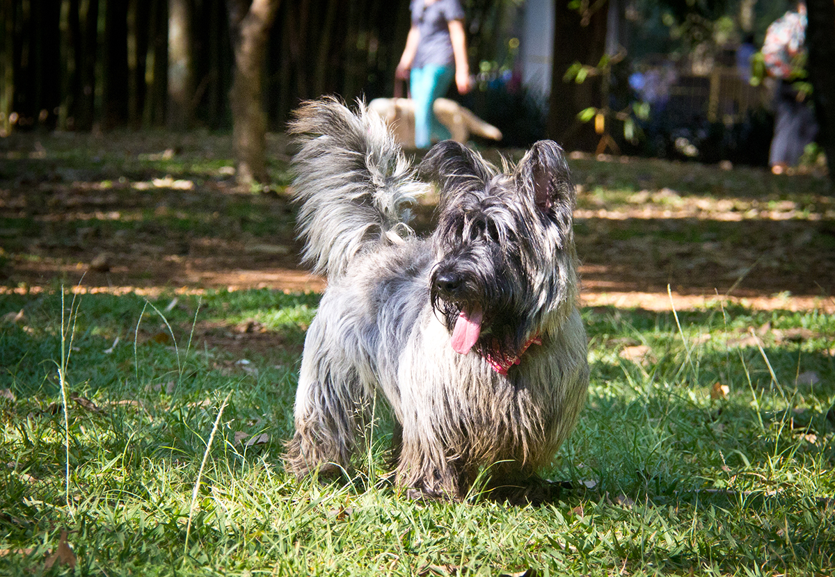 Foto de Scottish Terrier Filhote