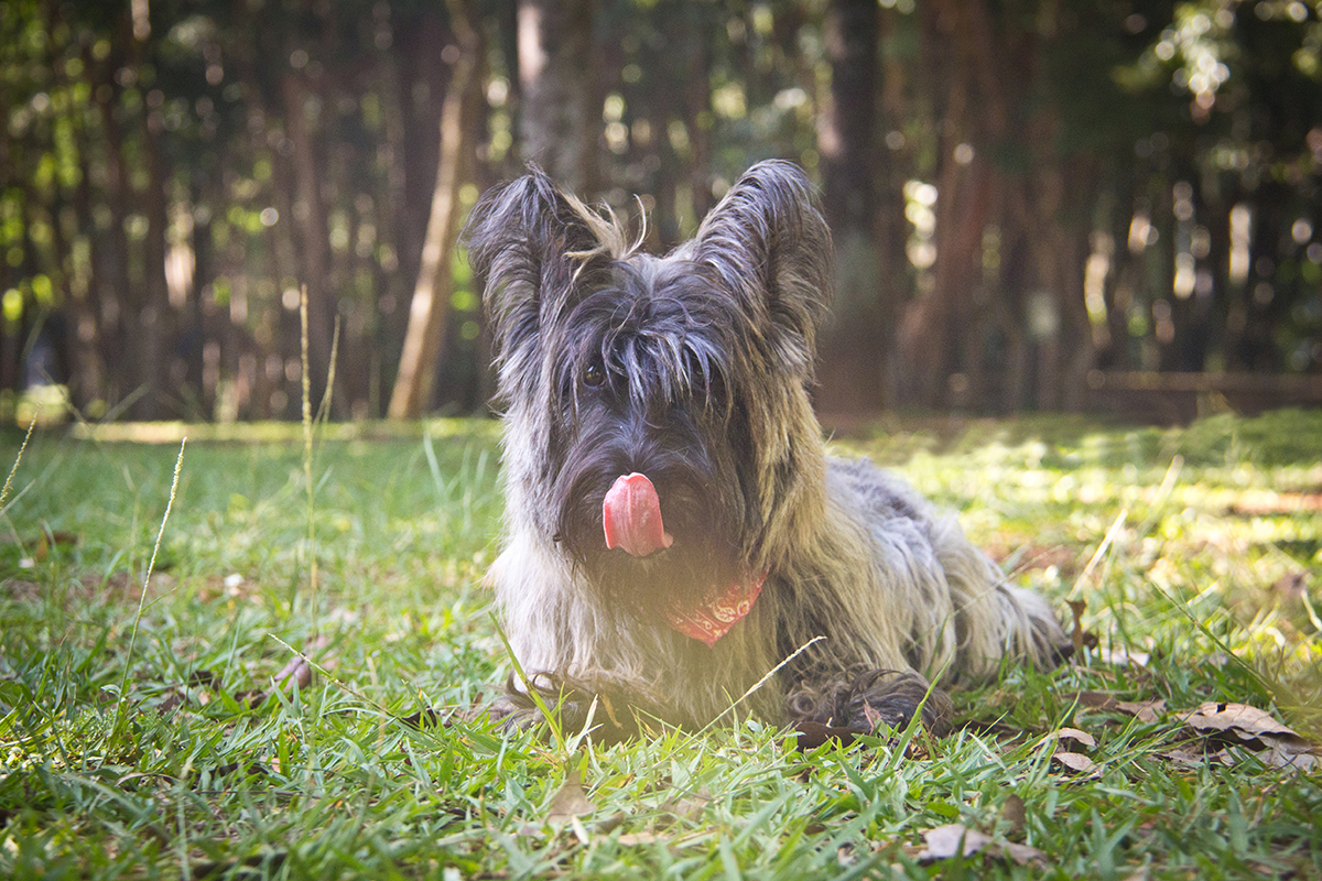 Foto de Scottish Terrier Filhote