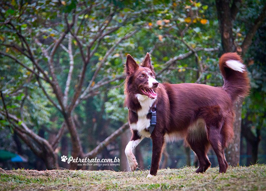 Fotografia Border Collie - Pet Retrato