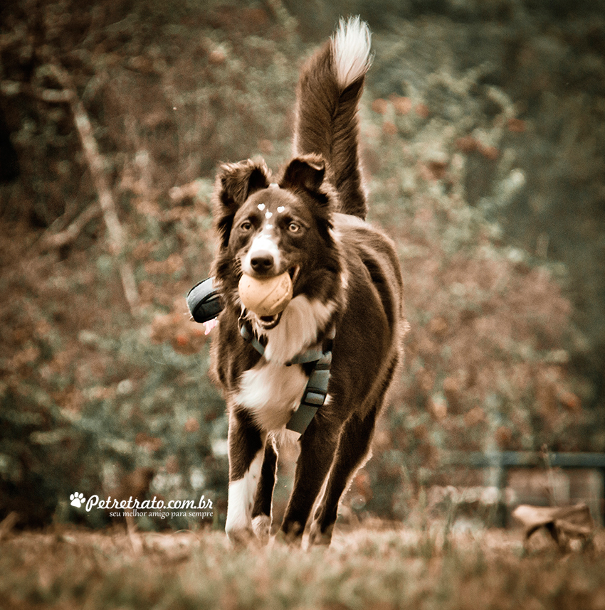 Fotografia Border Collie - Pet Retrato