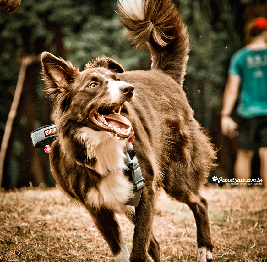 Fotografia Border Collie - Pet Retrato