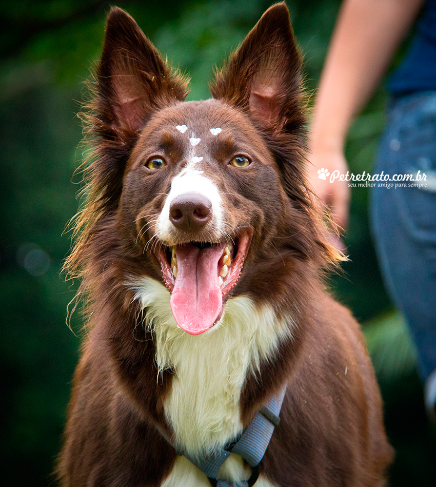 Fotografia Border Collie - Pet Retrato