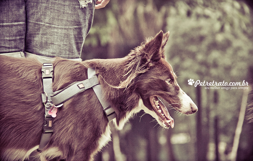 Fotografia Border Collie - Pet Retrato