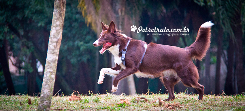 Fotografia Border Collie - Pet Retrato