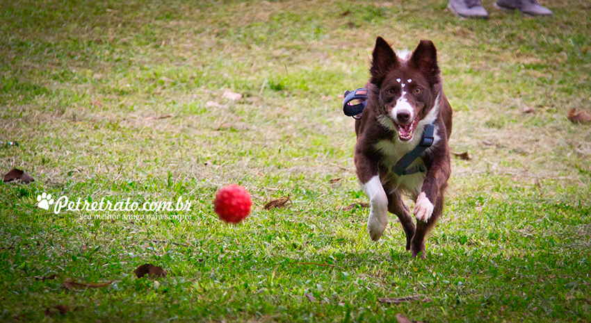 Fotografia Border Collie - Pet Retrato