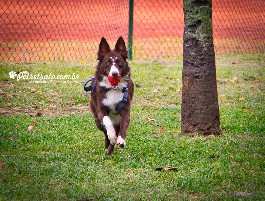 Fotografia Border Collie - Pet Retrato