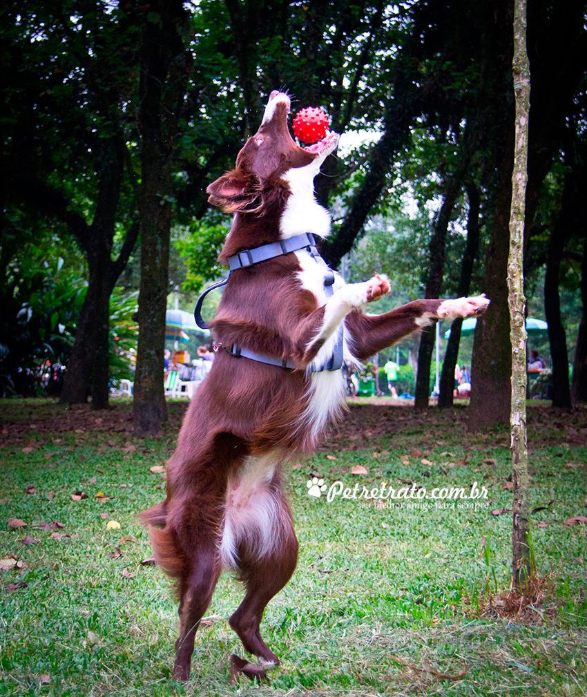 Fotografia Border Collie - Pet Retrato