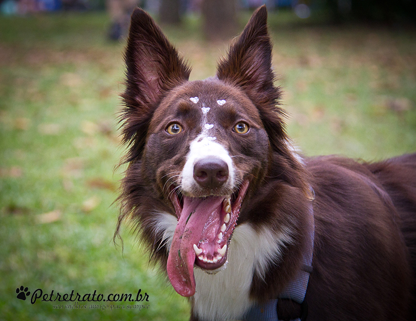 Fotografia Border Collie - Pet Retrato