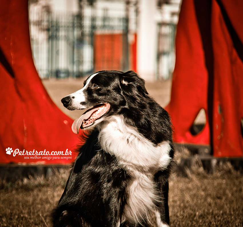 Fotografia de Border Collie - Pet Retrato