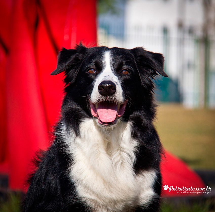 Fotografia de Border Collie - Pet Retrato