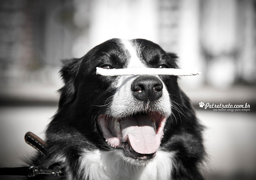 Fotografia de Border Collie - Pet Retrato