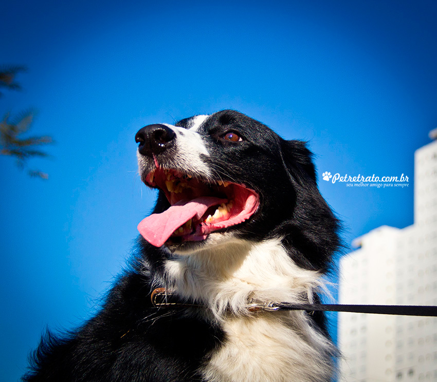 Fotografia de Border Collie - Pet Retrato