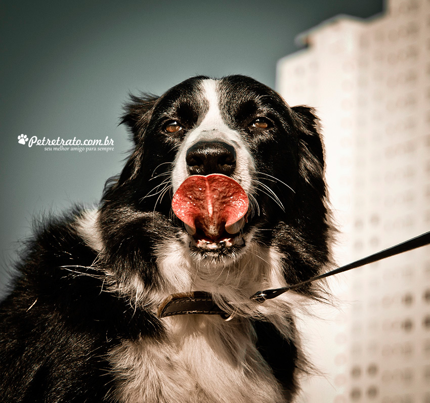 Fotografia de Border Collie - Pet Retrato