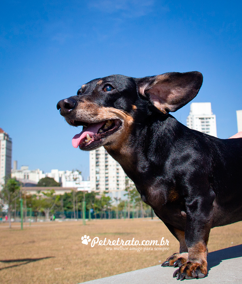 Fotografia de Dachshund - Pet Retrato