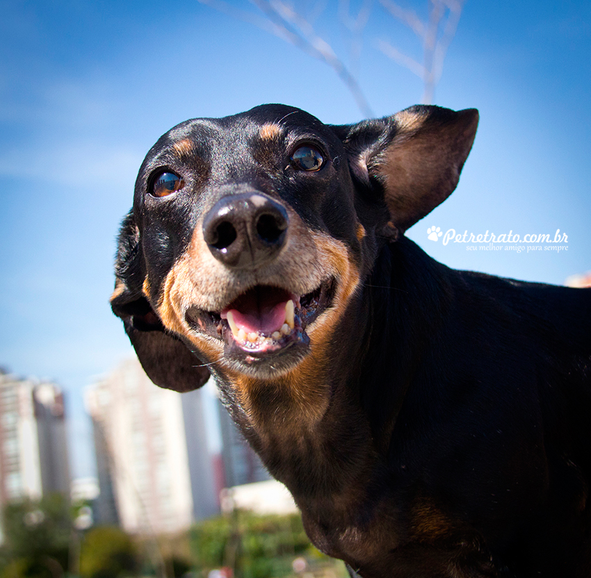 Fotografia de Dachshund - Pet Retrato