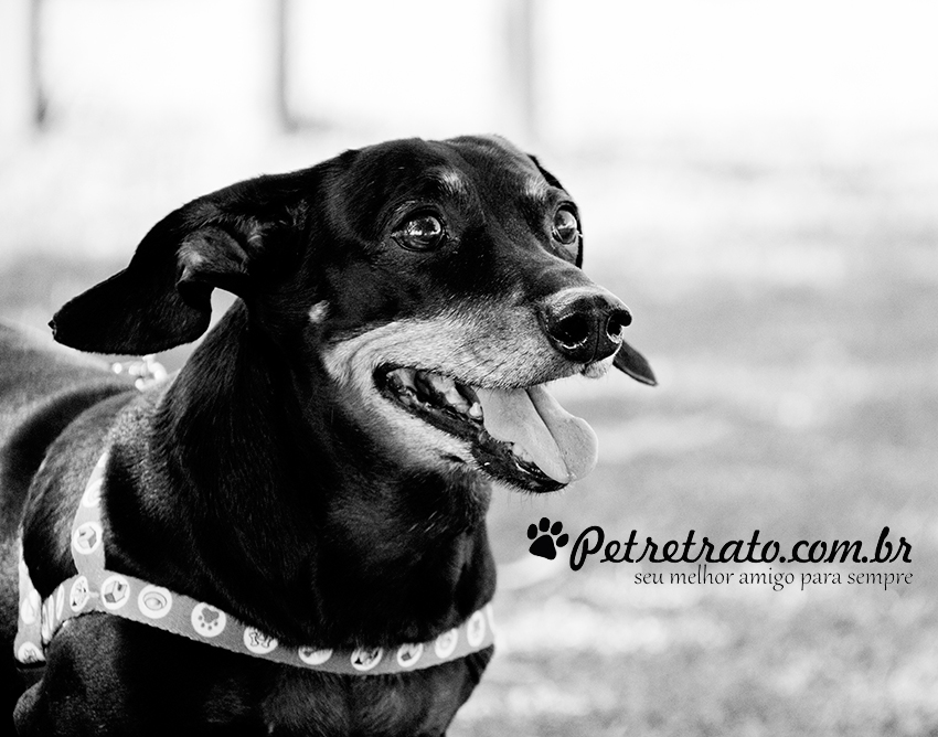 Fotografia de Dachshund - Pet Retrato