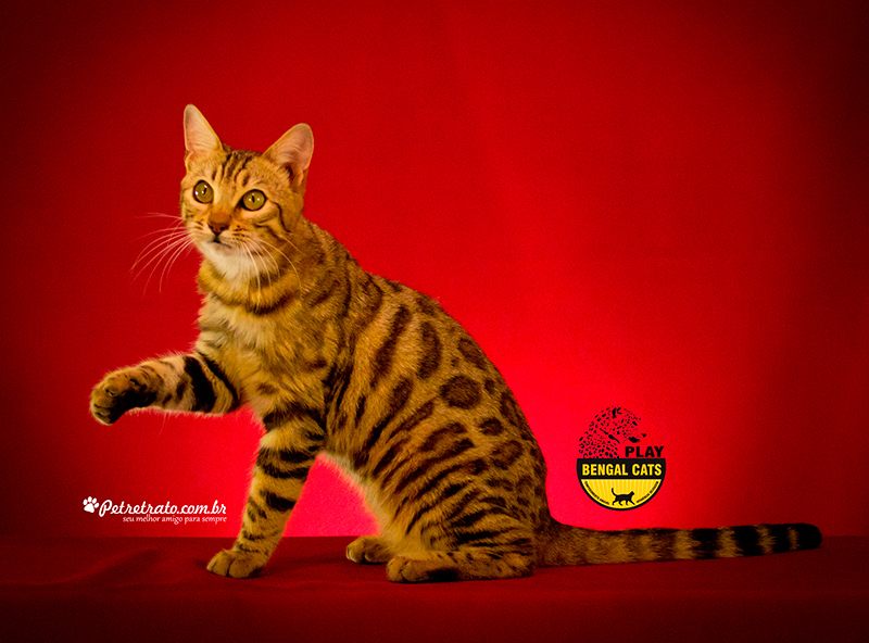 Gatil Play Bengal - Fotos de gatos bengal  - Pet Retrato