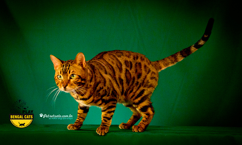 Gatil Play Bengal - Especializado em gatos Bengal