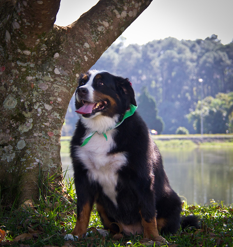 Fotografia Bernese - Pet Retrato